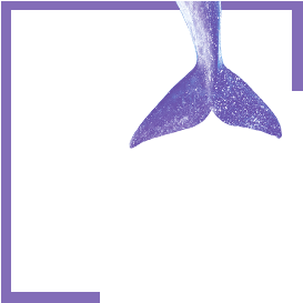 southern right whale thumbnail