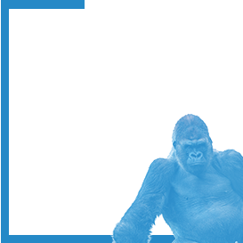 Gorilla Doctors Thumbnail