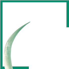 Antipoaching thumbnail