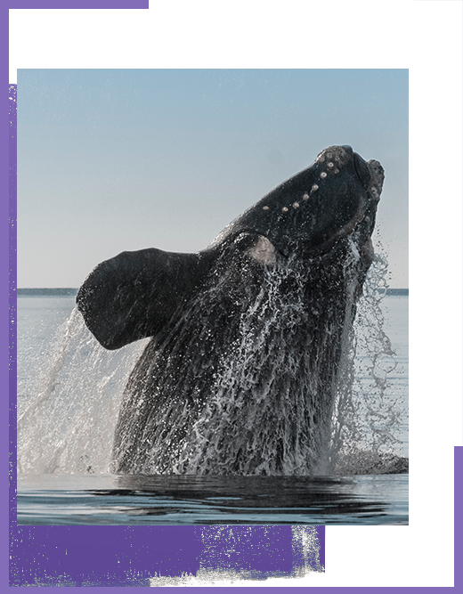 Whales Argentina class