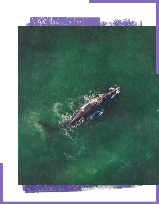 Whales Argentina class