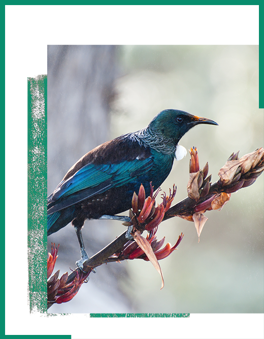 New Zealand Birds Class