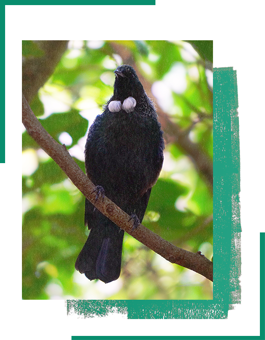 New Zealand Birds Class