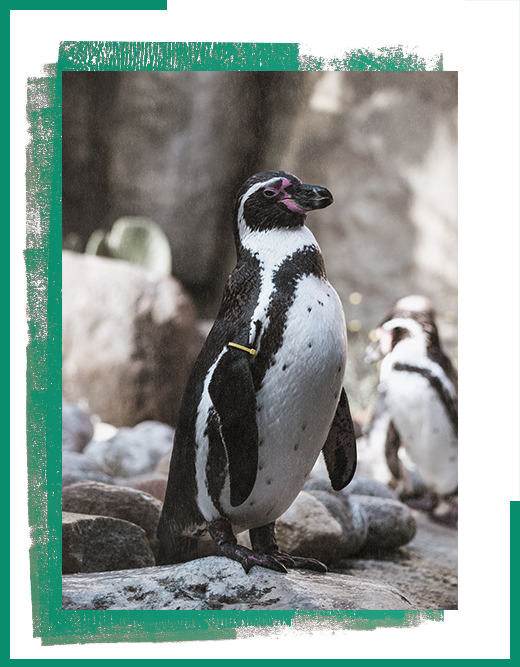 Pelagos France class