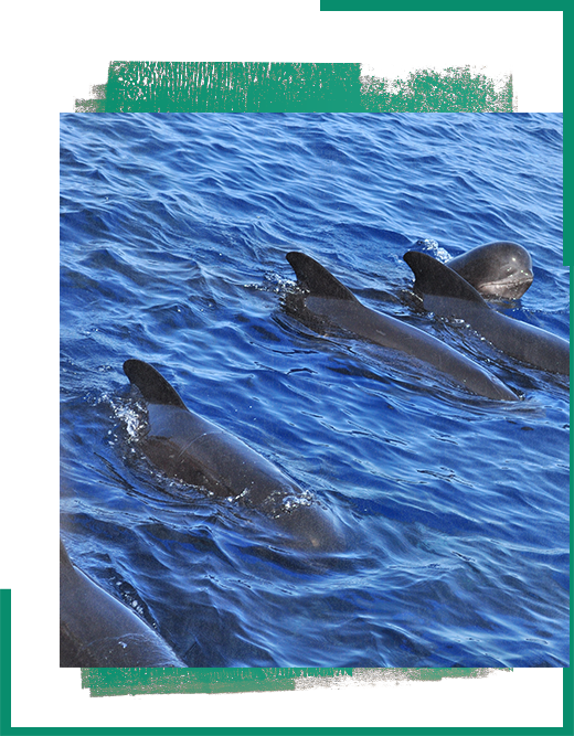 Pelagos France class